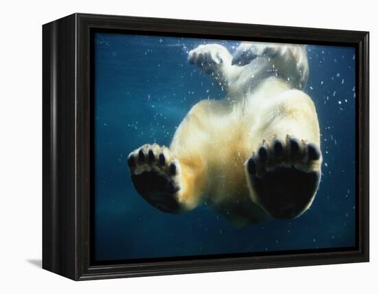 Paws of a Floating Polar Bear-Stuart Westmorland-Framed Premier Image Canvas