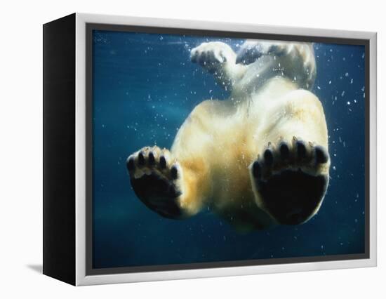 Paws of a Floating Polar Bear-Stuart Westmorland-Framed Premier Image Canvas