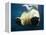 Paws of a Floating Polar Bear-Stuart Westmorland-Framed Premier Image Canvas