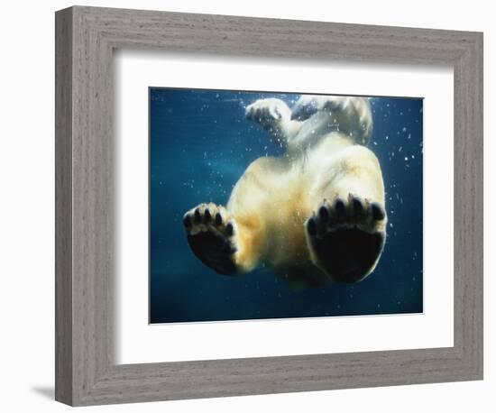 Paws of a Floating Polar Bear-Stuart Westmorland-Framed Photographic Print