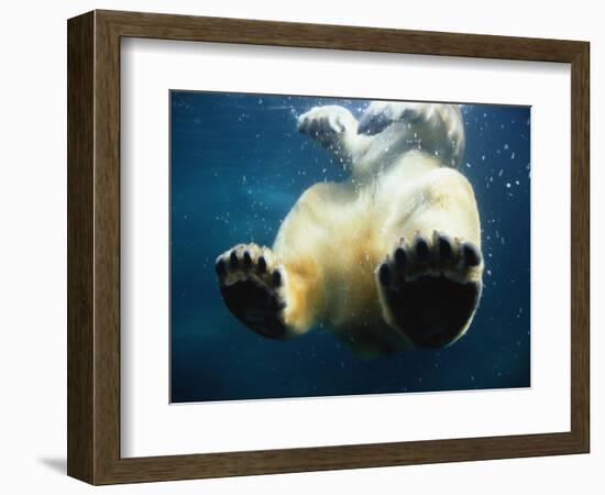 Paws of a Floating Polar Bear-Stuart Westmorland-Framed Photographic Print