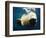 Paws of a Floating Polar Bear-Stuart Westmorland-Framed Photographic Print