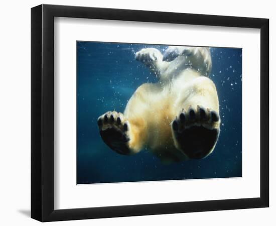 Paws of a Floating Polar Bear-Stuart Westmorland-Framed Photographic Print