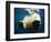 Paws of a Floating Polar Bear-Stuart Westmorland-Framed Photographic Print