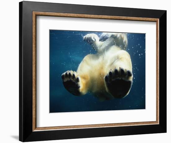 Paws of a Floating Polar Bear-Stuart Westmorland-Framed Photographic Print