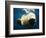 Paws of a Floating Polar Bear-Stuart Westmorland-Framed Photographic Print