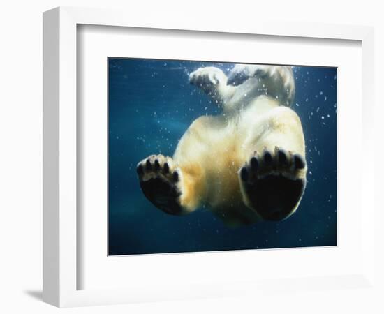 Paws of a Floating Polar Bear-Stuart Westmorland-Framed Photographic Print