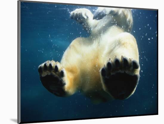 Paws of a Floating Polar Bear-Stuart Westmorland-Mounted Photographic Print