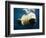 Paws of a Floating Polar Bear-Stuart Westmorland-Framed Photographic Print