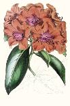 Paxton Botanical Pairing III-Paxton-Art Print