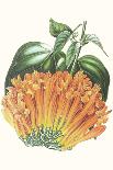 Paxton Tropicals VI-Paxton-Art Print