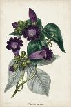 Plum Passion Flower-Paxton-Framed Stretched Canvas