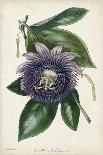 Plum Passion Flower-Paxton-Mounted Art Print