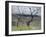 Paysage des Abruzzes-Francesco Paolo Michetti-Framed Giclee Print