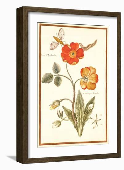 Pd.109-1973.F.50 Austrian Briar Rose and Mandragora (W/C & Gouache on Vellum)-Nicolas Robert-Framed Giclee Print