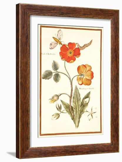 Pd.109-1973.F.50 Austrian Briar Rose and Mandragora (W/C & Gouache on Vellum)-Nicolas Robert-Framed Giclee Print