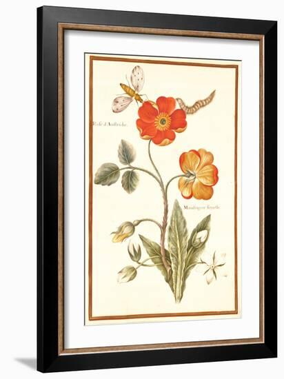 Pd.109-1973.F.50 Austrian Briar Rose and Mandragora (W/C & Gouache on Vellum)-Nicolas Robert-Framed Giclee Print