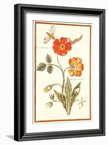 Pd.109-1973.F.50 Austrian Briar Rose and Mandragora (W/C & Gouache on Vellum)-Nicolas Robert-Framed Giclee Print