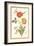 Pd.109-1973.F.50 Austrian Briar Rose and Mandragora (W/C & Gouache on Vellum)-Nicolas Robert-Framed Giclee Print