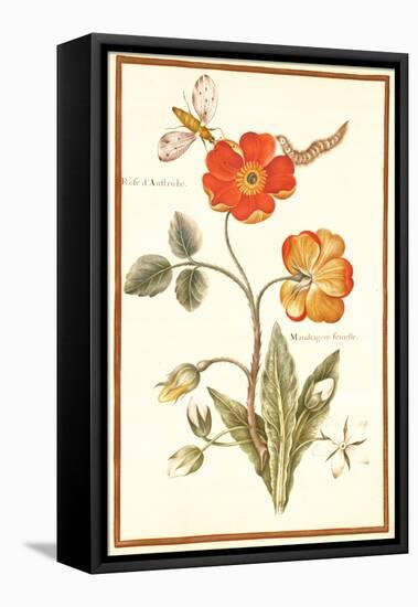 Pd.109-1973.F.50 Austrian Briar Rose and Mandragora (W/C & Gouache on Vellum)-Nicolas Robert-Framed Premier Image Canvas