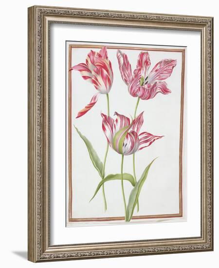 Pd.109-1973.F14 Three 'Broken' Tulips-Nicolas Robert-Framed Giclee Print