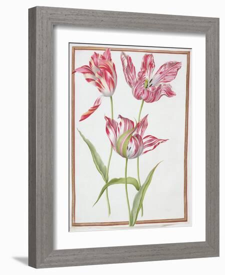 Pd.109-1973.F14 Three 'Broken' Tulips-Nicolas Robert-Framed Giclee Print