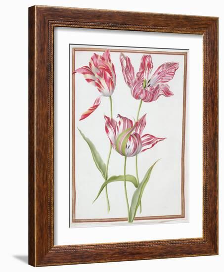 Pd.109-1973.F14 Three 'Broken' Tulips-Nicolas Robert-Framed Giclee Print