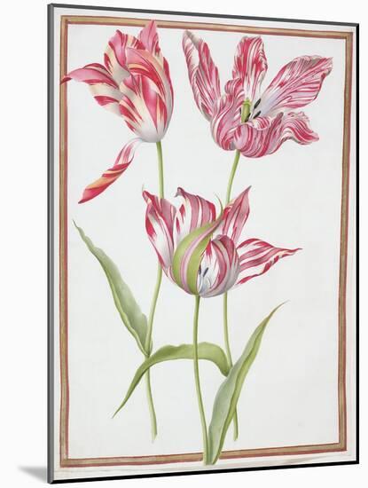 Pd.109-1973.F14 Three 'Broken' Tulips-Nicolas Robert-Mounted Giclee Print