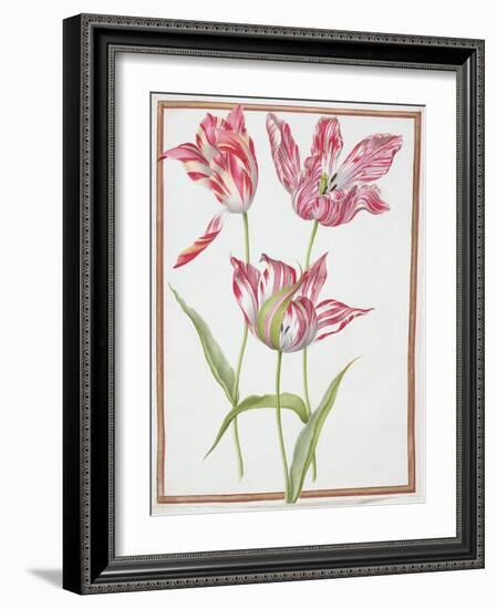 Pd.109-1973.F14 Three 'Broken' Tulips-Nicolas Robert-Framed Giclee Print