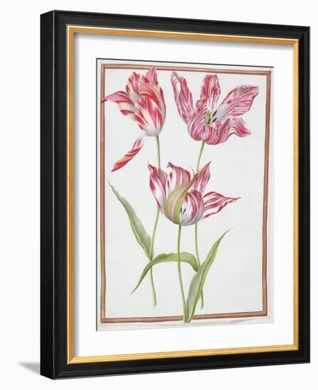 Pd.109-1973.F14 Three 'Broken' Tulips-Nicolas Robert-Framed Giclee Print