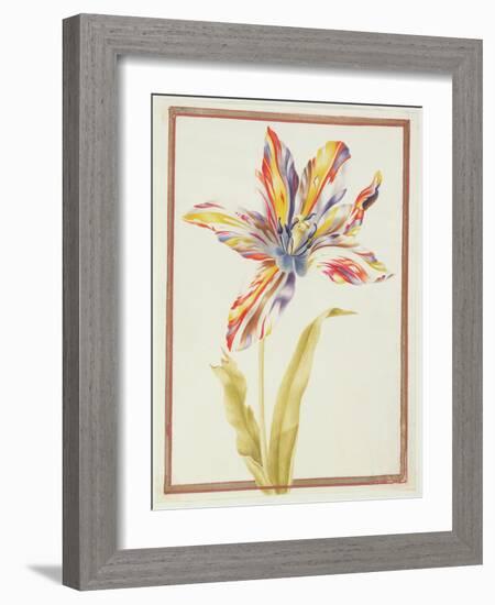 Pd.109-1973.F19 a Multicoloured 'Broken' Tulip-Nicolas Robert-Framed Giclee Print