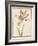 Pd.109-1973.F19 a Multicoloured 'Broken' Tulip-Nicolas Robert-Framed Giclee Print