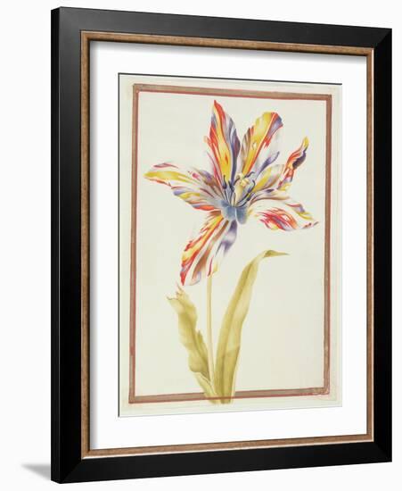 Pd.109-1973.F19 a Multicoloured 'Broken' Tulip-Nicolas Robert-Framed Giclee Print