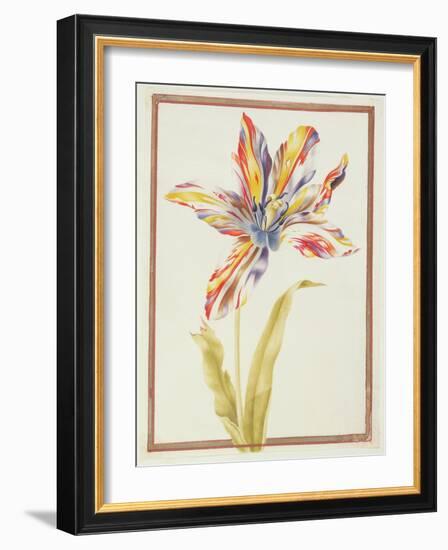 Pd.109-1973.F19 a Multicoloured 'Broken' Tulip-Nicolas Robert-Framed Giclee Print