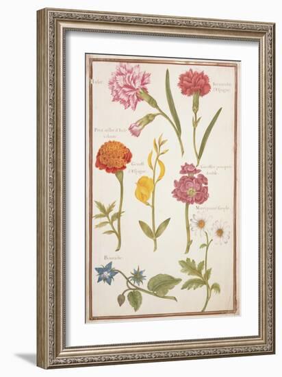 Pd.109-1973.F2 Two Carnations, French Marigold, Spanish Broom, Double Stock, Borage and Maguerite-Nicolas Robert-Framed Giclee Print