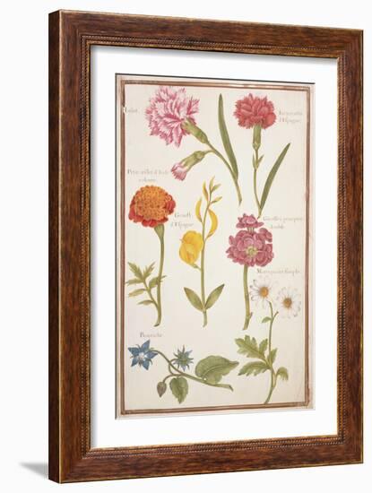 Pd.109-1973.F2 Two Carnations, French Marigold, Spanish Broom, Double Stock, Borage and Maguerite-Nicolas Robert-Framed Giclee Print