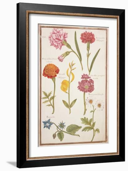 Pd.109-1973.F2 Two Carnations, French Marigold, Spanish Broom, Double Stock, Borage and Maguerite-Nicolas Robert-Framed Giclee Print