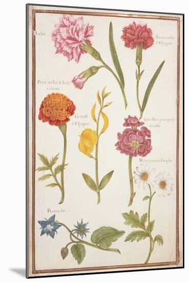 Pd.109-1973.F2 Two Carnations, French Marigold, Spanish Broom, Double Stock, Borage and Maguerite-Nicolas Robert-Mounted Giclee Print