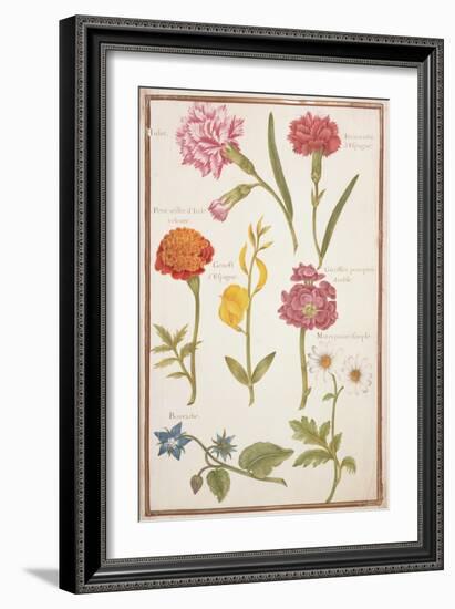 Pd.109-1973.F2 Two Carnations, French Marigold, Spanish Broom, Double Stock, Borage and Maguerite-Nicolas Robert-Framed Giclee Print