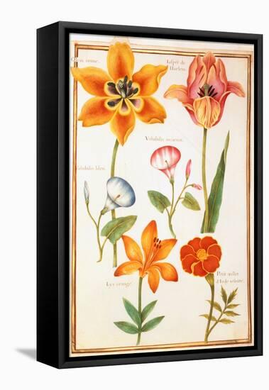 Pd.109-1973.F26 Two Tulips, Convolvulus, Lilium Bulbiferum and French Marigold (W/C on Vellum)-Nicolas Robert-Framed Premier Image Canvas