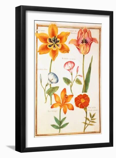 Pd.109-1973.F26 Two Tulips, Convolvulus, Lilium Bulbiferum and French Marigold (W/C on Vellum)-Nicolas Robert-Framed Giclee Print