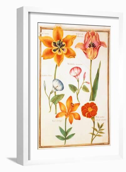 Pd.109-1973.F26 Two Tulips, Convolvulus, Lilium Bulbiferum and French Marigold (W/C on Vellum)-Nicolas Robert-Framed Giclee Print