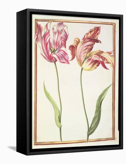 Pd.109-1973.F4 Two 'Broken' Tulips-Nicolas Robert-Framed Premier Image Canvas