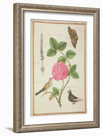 Pd.109-1973.F60 Centifolia Rose, Lavender, Tortoiseshell Butterfly, Goldfinch and Crested Pigeon-Nicolas Robert-Framed Giclee Print