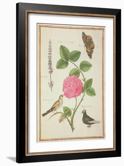 Pd.109-1973.F60 Centifolia Rose, Lavender, Tortoiseshell Butterfly, Goldfinch and Crested Pigeon-Nicolas Robert-Framed Giclee Print