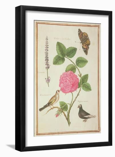 Pd.109-1973.F60 Centifolia Rose, Lavender, Tortoiseshell Butterfly, Goldfinch and Crested Pigeon-Nicolas Robert-Framed Giclee Print