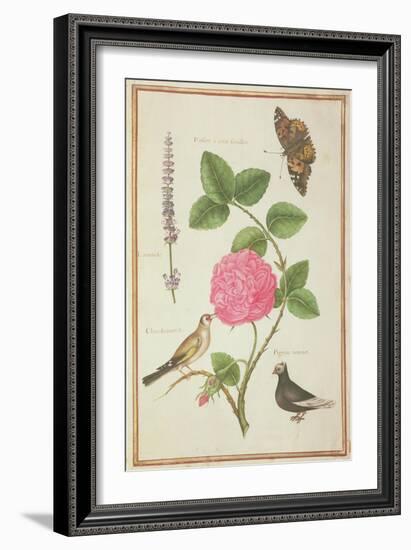 Pd.109-1973.F60 Centifolia Rose, Lavender, Tortoiseshell Butterfly, Goldfinch and Crested Pigeon-Nicolas Robert-Framed Giclee Print