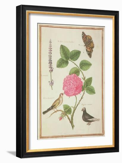 Pd.109-1973.F60 Centifolia Rose, Lavender, Tortoiseshell Butterfly, Goldfinch and Crested Pigeon-Nicolas Robert-Framed Giclee Print