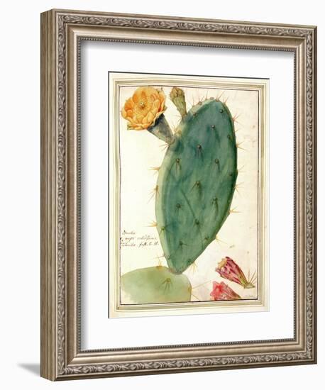 Pd.115-1973. F38 Detail of Cactus with Orange Flower, C.1764-Georg Dionysius Ehret-Framed Giclee Print