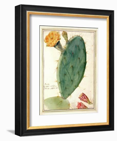 Pd.115-1973. F38 Detail of Cactus with Orange Flower, C.1764-Georg Dionysius Ehret-Framed Giclee Print